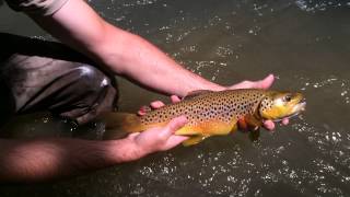 The Fish Head Chronicles: Smith River Trout Fishing