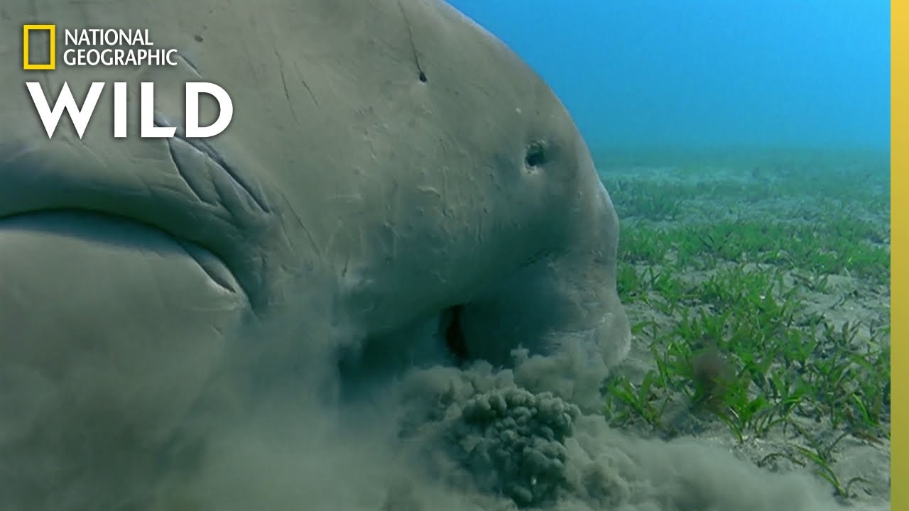 Do Dugongs Live In The Great Barrier Reef?