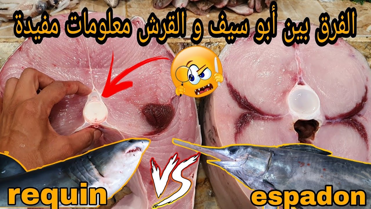 أسرار خطيرة حول أبو سيف و القرش فيديو كنبينو فيه الفرق و معلومات والثمن لكي تعم الفائدة و ردو بالكم🤔