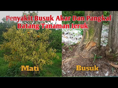 Video: Apa Itu Busuk Akar Armillaria: Informasi Tentang Gejala Dan Pengendalian Busuk Akar Armillaria