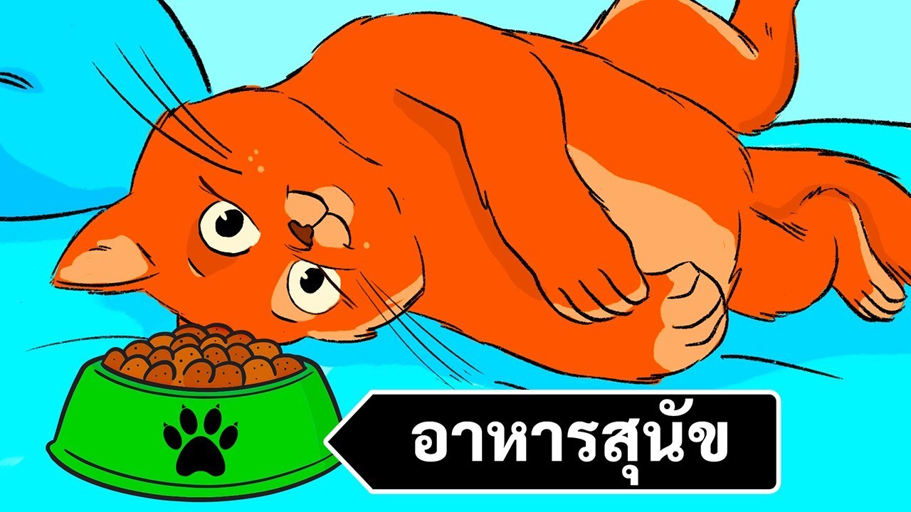 ทำไมแมวกินอาหารหมาไม่ได้ | แมว กิน อาหาร หมา ได้ ไหมเนื้อหาที่เกี่ยวข้องที่สมบูรณ์ที่สุด