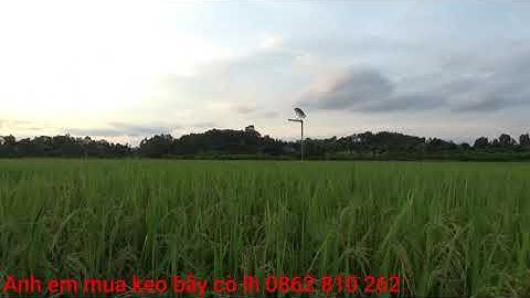 Bẫy cò di cư bằng keo. anh em mua keo lh 0862 810 262