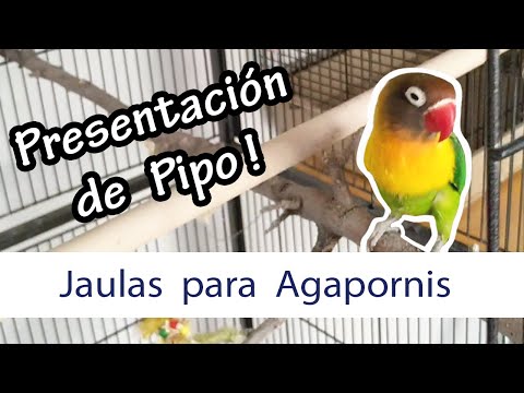 Video: Cómo Elegir Una Jaula Para Un Loro