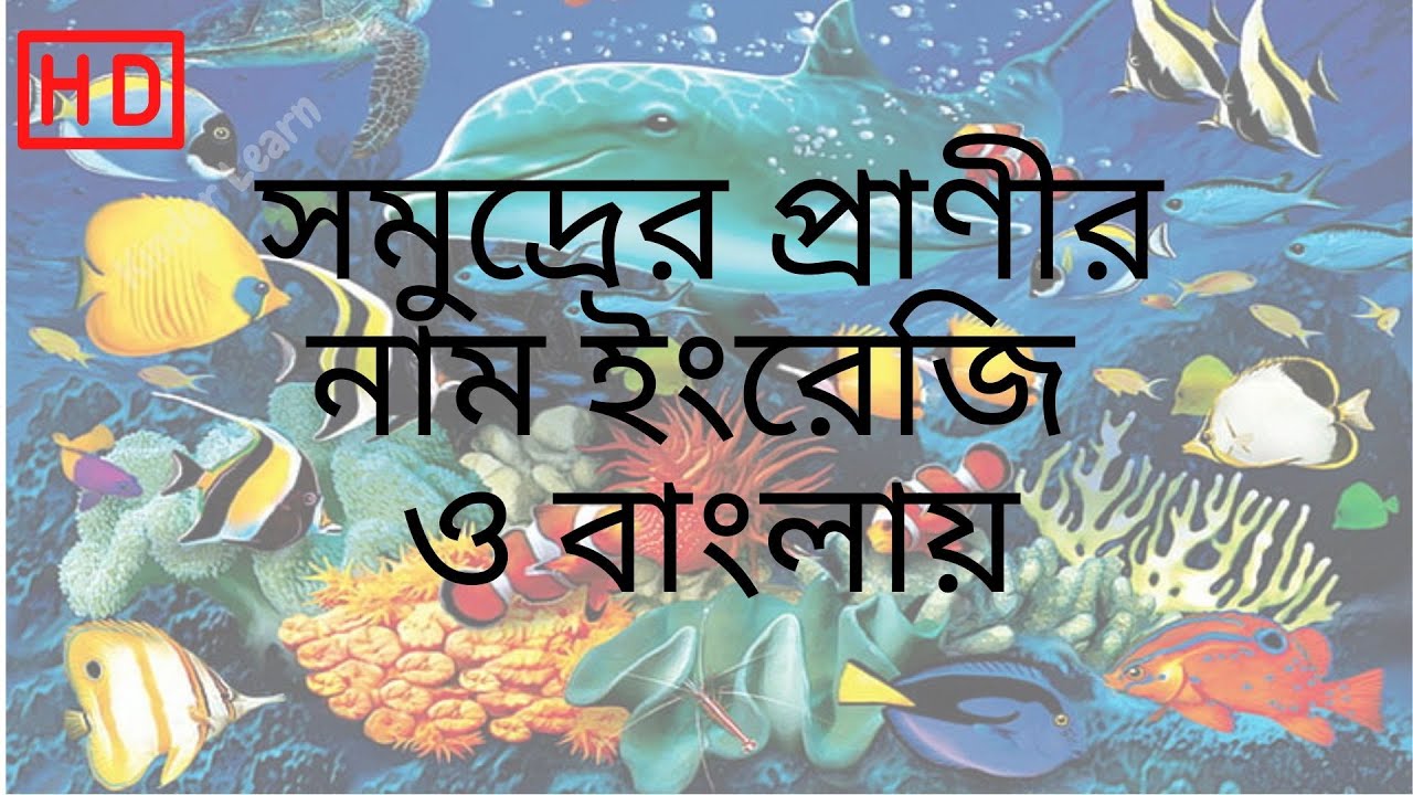 Sea animals name in Bengali to English | Water animals | Sea Creatures |  Aquatic animals in Bangla - YouTube