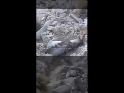 markhor hunting chilten and takatu quetta youtube