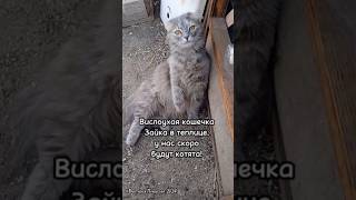 Вислоухая кошечка в теплице, у нас скоро появятся котята!