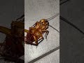 #cockroach #insects #nature #bug #macro #bee #ants #animals #shorts #shortvideo #insectsmacro