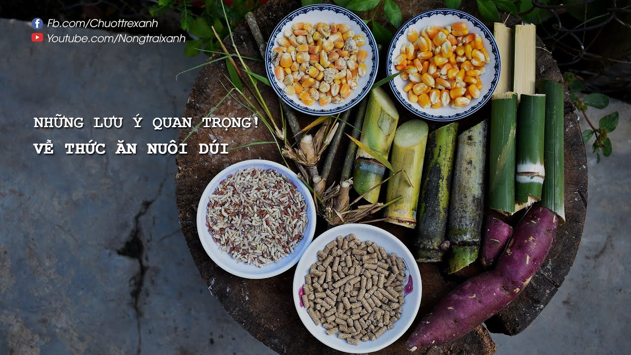 thuc an cho New 2022 Những Lưu Ý Quan Trọng Về Thức Ăn Nuôi Dúi | Nông Trại Xanh