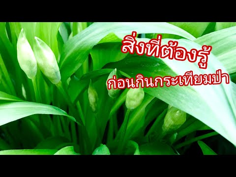 สิ่งที่ควรรู้ ก่อนกินกระเทียมป่า | กระเทียมป่า KikieDave KKD CHANNEL