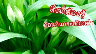 สิ่งที่ควรรู้ ก่อนกินกระเทียมป่า | กระเทียมป่า KikieDave KKD CHANNEL