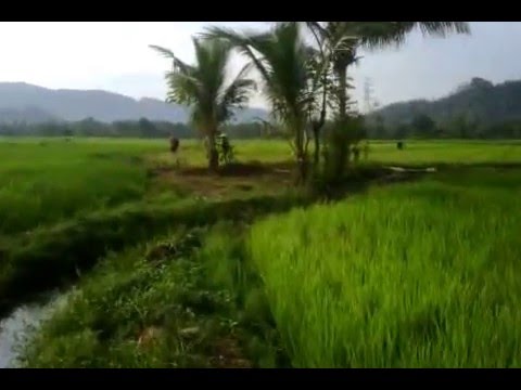 ngewe di sawah amazon