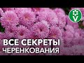 Как из одного куста хризантемы получить 10? Секреты черенкования хризантем