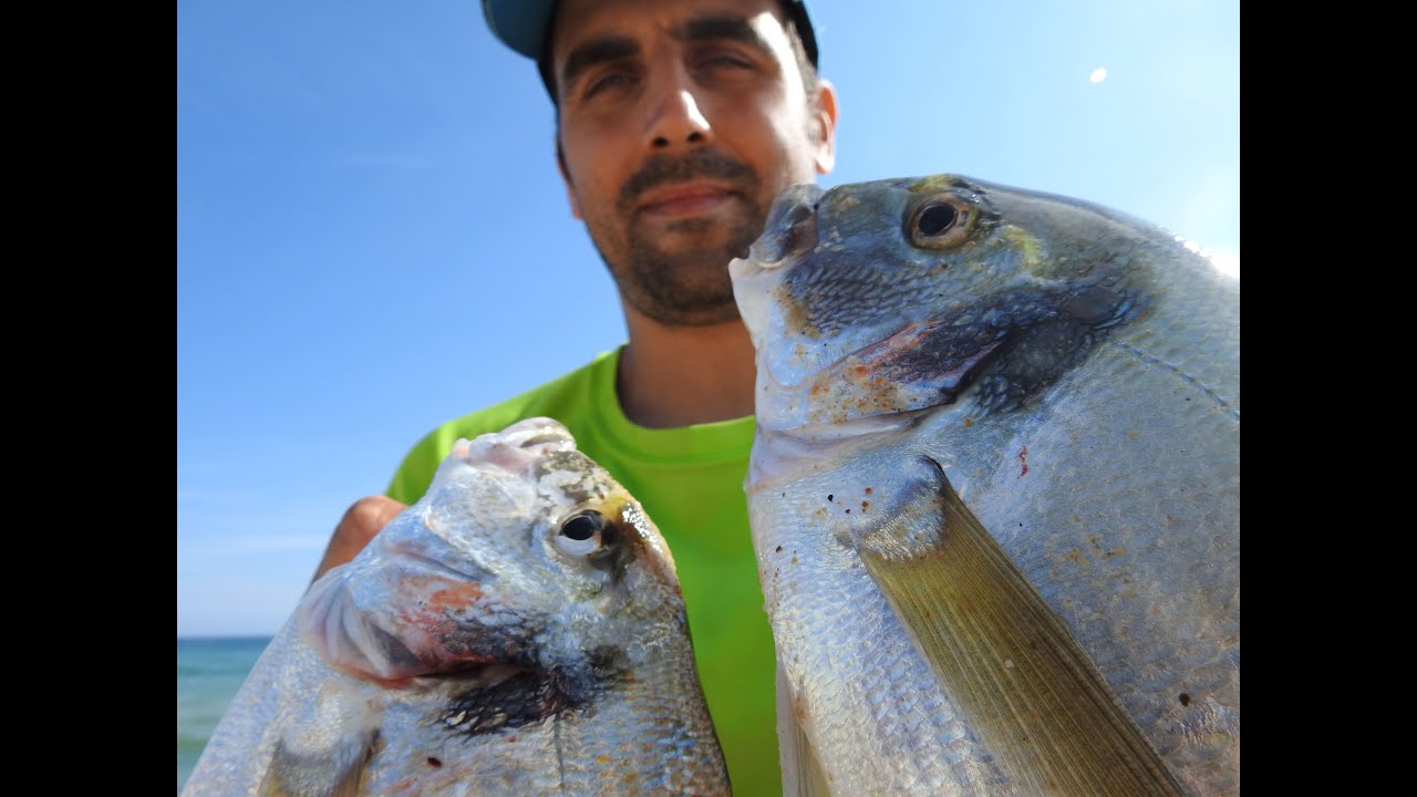 DOURADAS COM LIMO (montagens e colocação de montagem)