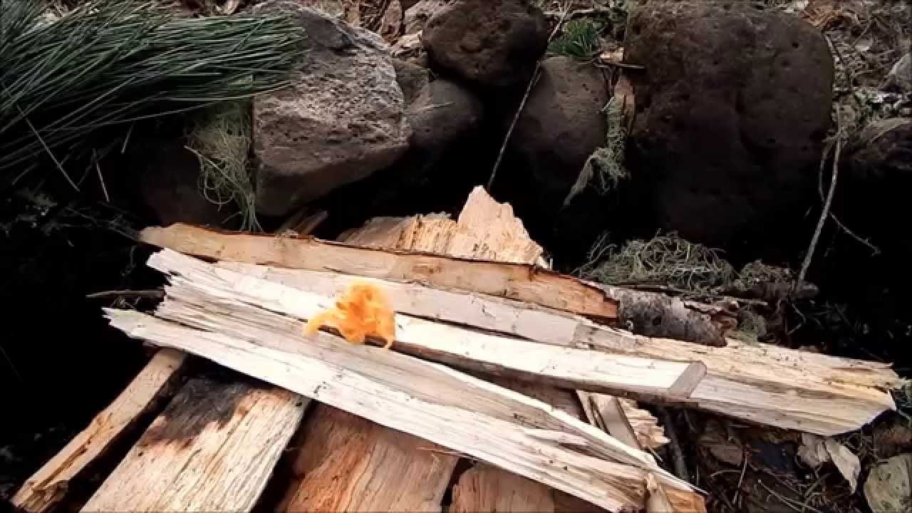 Shammy Survival YouTube