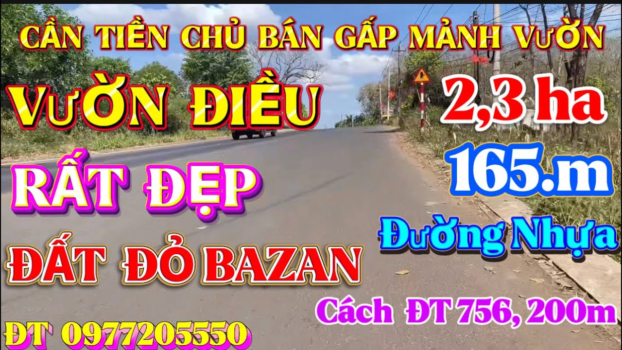 Cần Tiền Bán Gấp Mảnh Vườn Điều ,Đất Đỏ Bazan Rất Đẹp,165m,đường Nhựa 