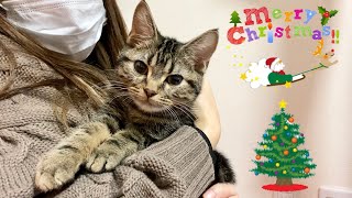 クリスマスの夜に子猫がなかなか離れてくれなくて困ってますw
