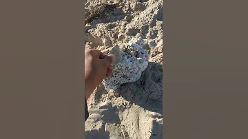 عنبر هل هذا عنبر الحوت 