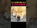 ワンコの鼻で鳴くセミまさかの結末