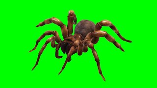Copyright Free 3d Animated Spider Green Screen Effect | Chroma Key | Royalty Free |