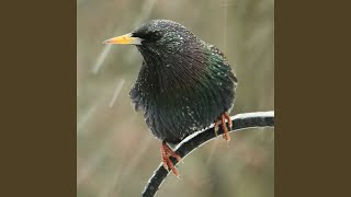 Mindful Harmony Rainfall Theta Waves, Rain