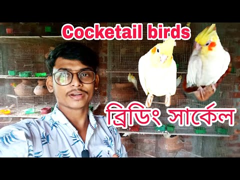 ভিডিও: কেনার সময় ককটেল শেকারটি কীভাবে চয়ন করবেন