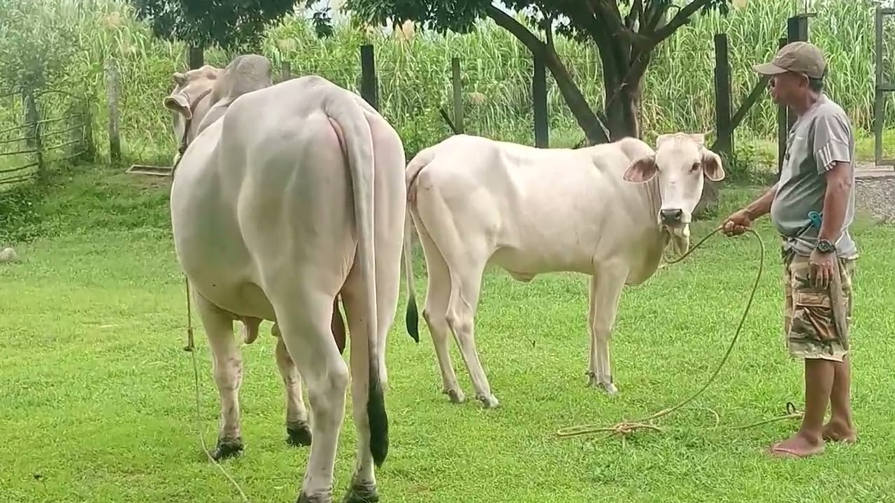 Kalabaw ni kosa pinapa kastah naa