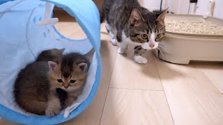 Lilo the kitten loves his siblings so much that he licks her tail