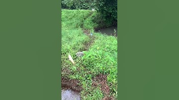 20 năm rồi mới quay trở lại câu cá rô đồng