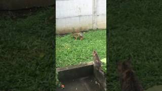 Cat Vs Iguana Costa Rica