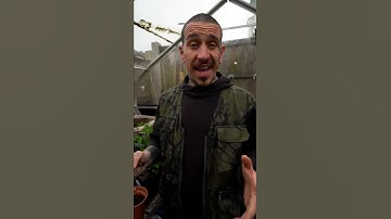 Quick tip for successfully growing tomatoes! #shorts #short