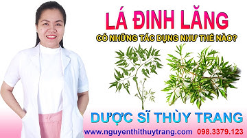 Lá đinh lăng có tác dụng gì? Cách sử dụng lá đinh lăng #ladinhlang @duocsitrangnguyen