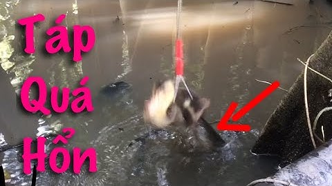 Câu Cá Lóc Bằng Vịt Cá Bay Khỏi Mặt Nước Táp Liên Tục Cận Cảnh Hồi Hợp