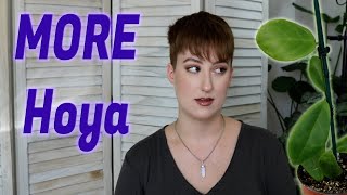 Hoya Confessions: Hoya Collective Haul #4 | DreamsofHoya
