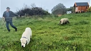 The Fat Of The Land in New Zealand