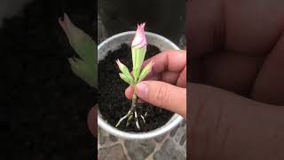 Tips for growing desert roses that quickly take root