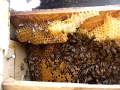 Bees in Soffet of House 4