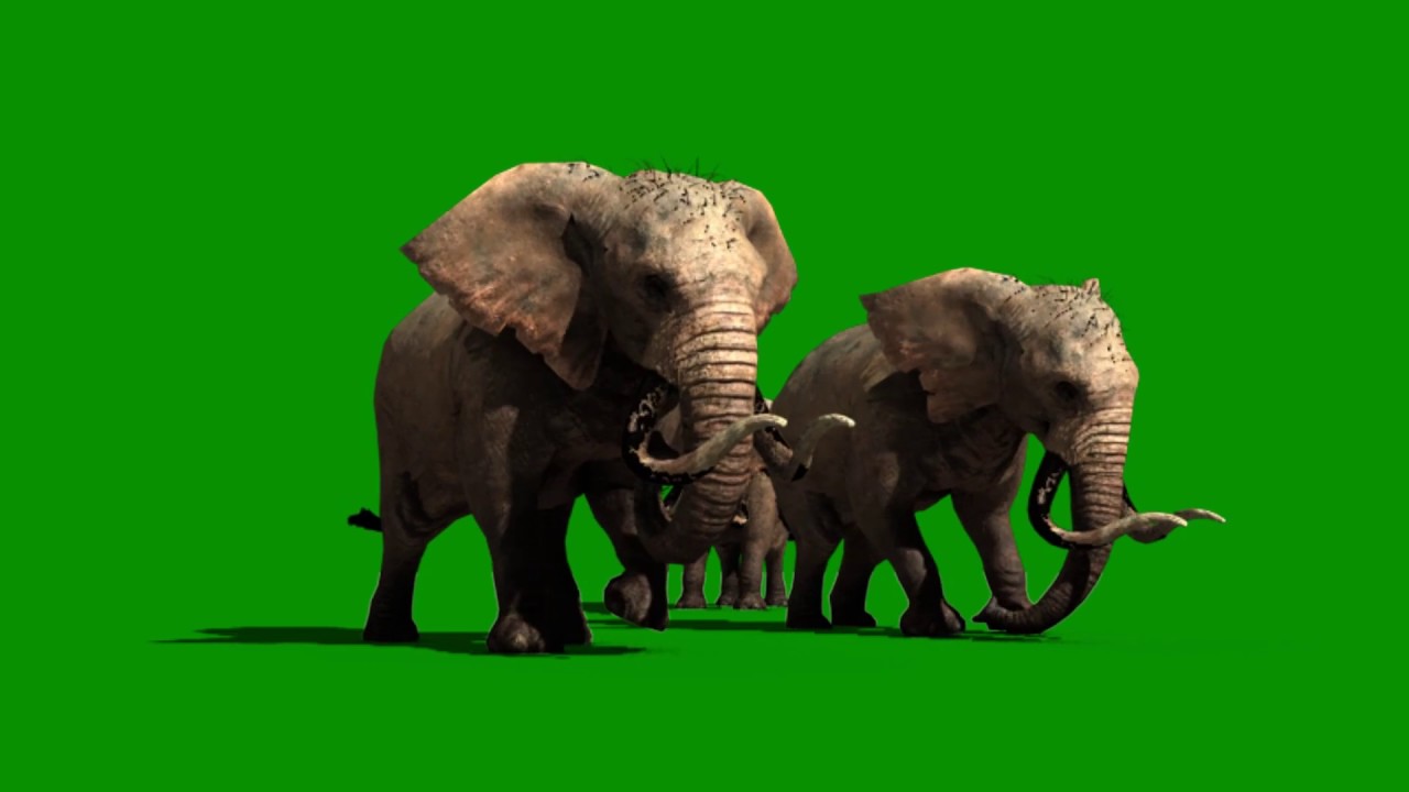 Elephant Green Screen VFX 1080p - YouTube