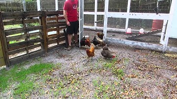 Chickens grazing on their DIY grazing boxes