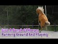 Just a bunch of horses running around and playing and stuff