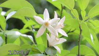 ユズ 柚子 の性質と剪定 香りの良い実をつける人気の木 加須市 久喜市 幸手市の植木屋 Youtube