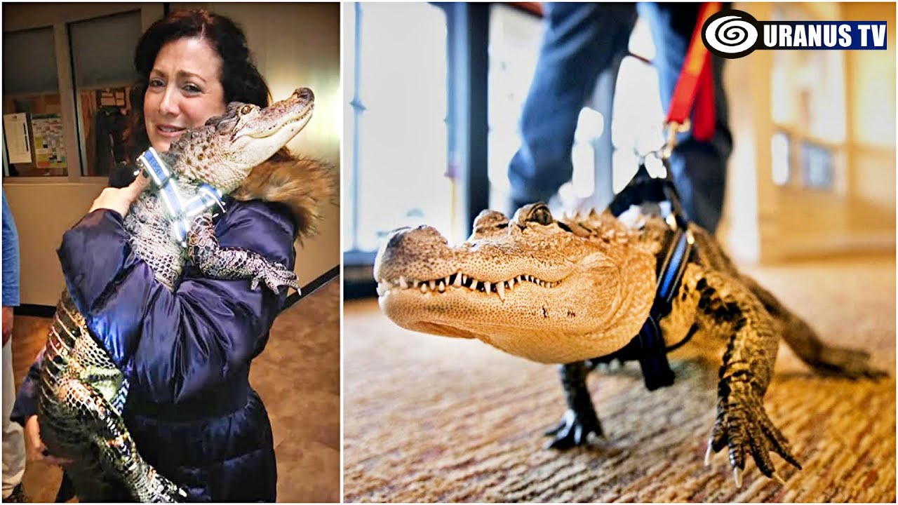 10 Most UNUSUAL Pets People Actually Own