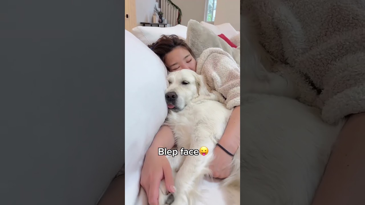 Different Faces of a Golden Retriever!