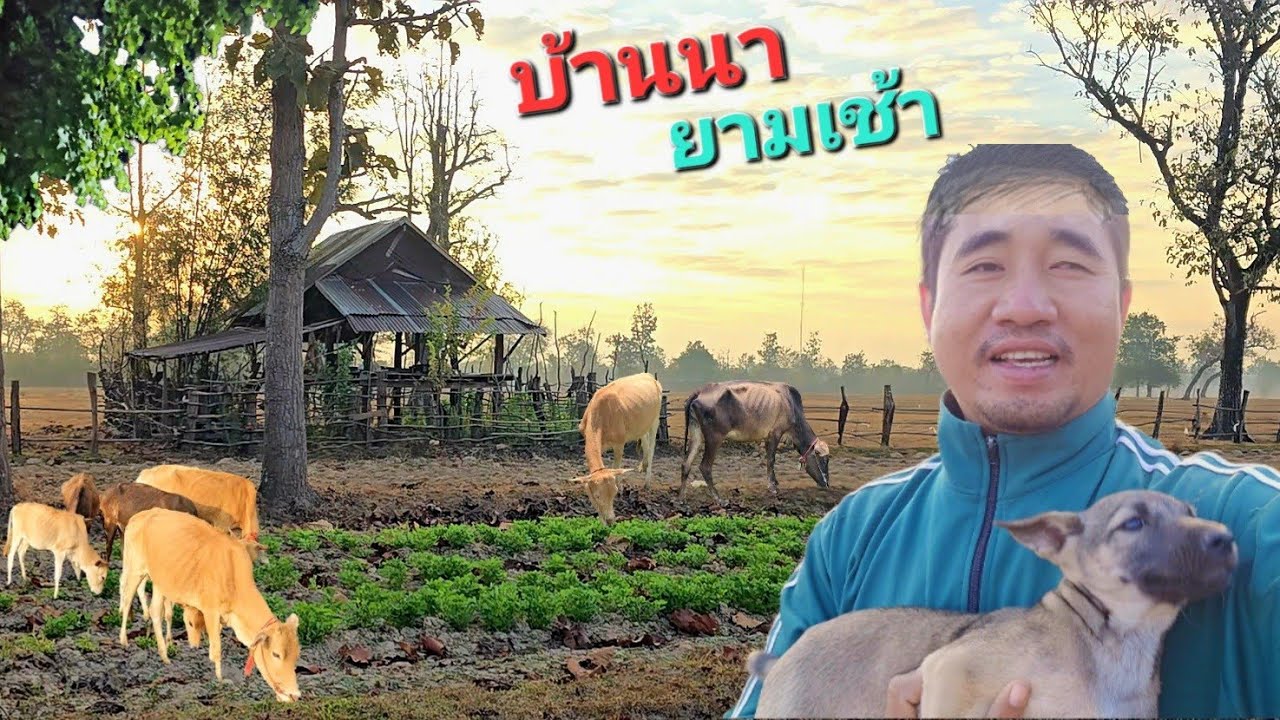 บรรยากาศบ้านนายามเช้า.