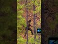 Finnish Bigfoot Caught On Camera?! #cryptids #mythology