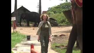 Elephas Maximus | Chapter 22: Elephants and Tourism