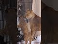 ママライオン🦁おとなりのトラが気になる #lion #hokkaido #旭山動物園 #shorts