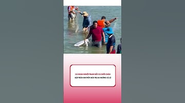 Cả ngàn người tranh bắt cá dưới chân đập tràn khi thủy điện Trị An ngừng xả lũ