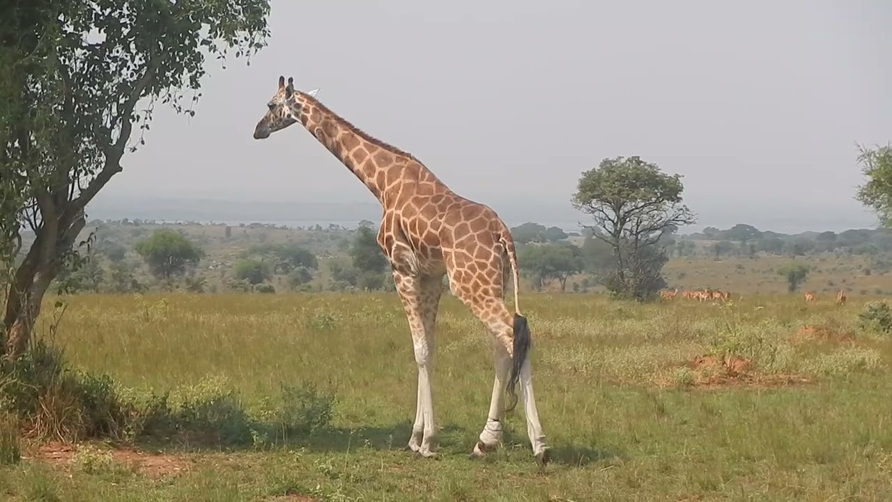 Giraffe Gait: Female 1: Skin Disease, Snare Wound