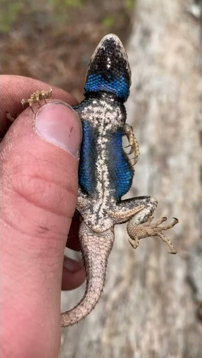 Lizard has BEAUTIFUL Blue Belly! 