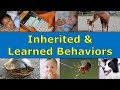 Inherited Traits vs Learned Behaviors